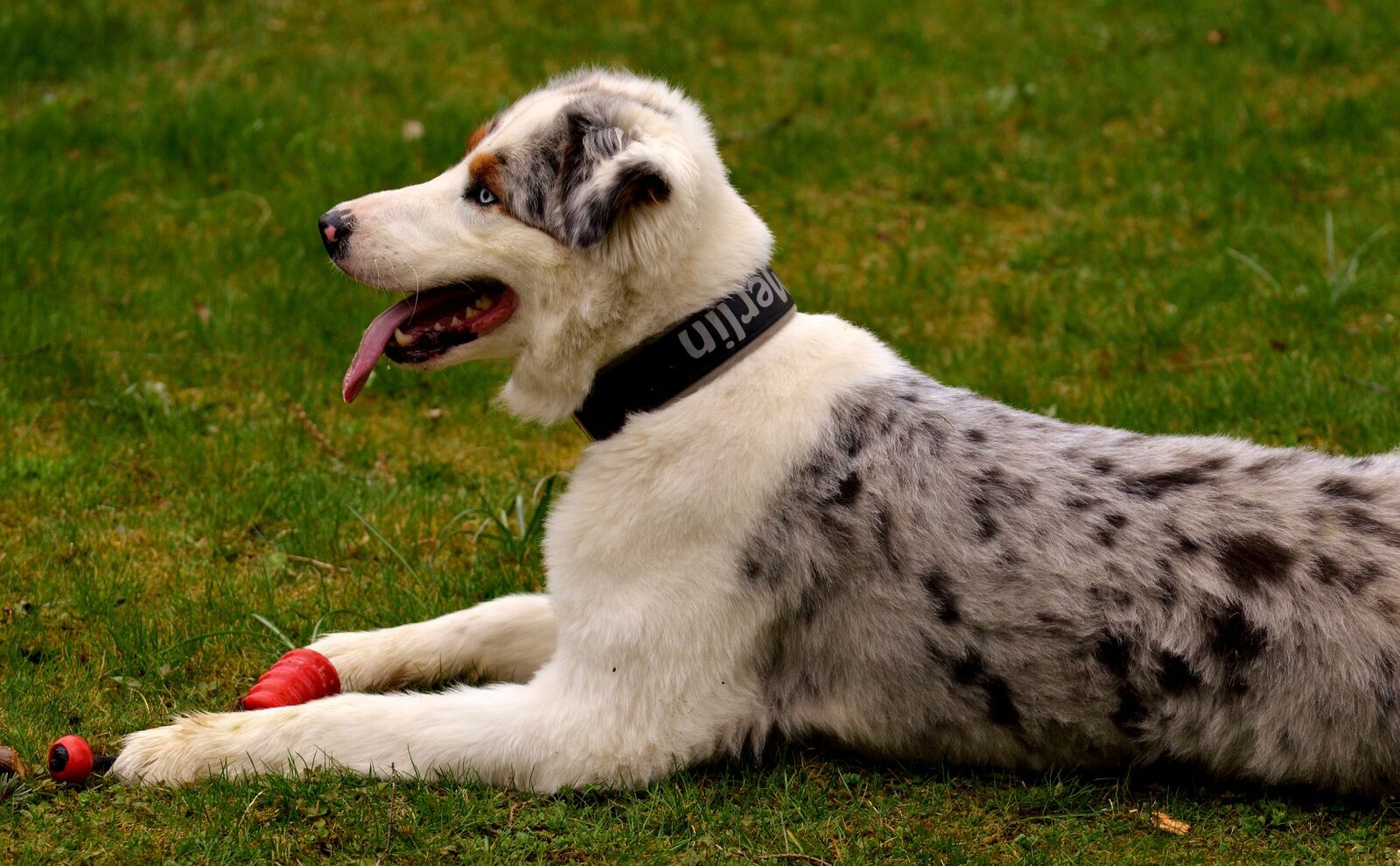 Nikon D3200 sample photo. Dog, young, play photography