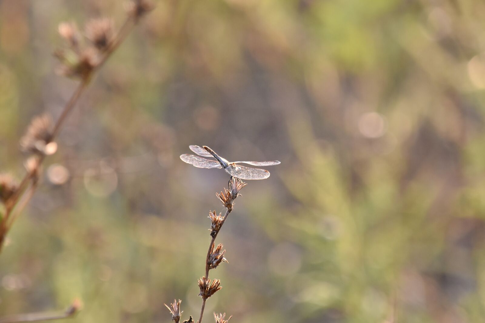 Nikon D5500 sample photo. Dragonfly, grass, sunset, sunshine photography