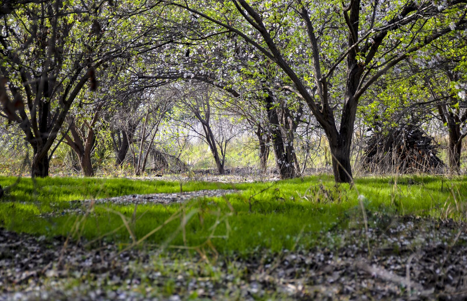 Nikon D7000 sample photo. Orchard, spring, nature photography