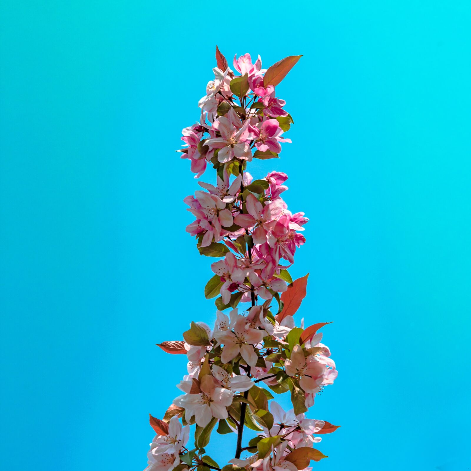 Canon EOS 700D (EOS Rebel T5i / EOS Kiss X7i) sample photo. Flower, tree, colored photography