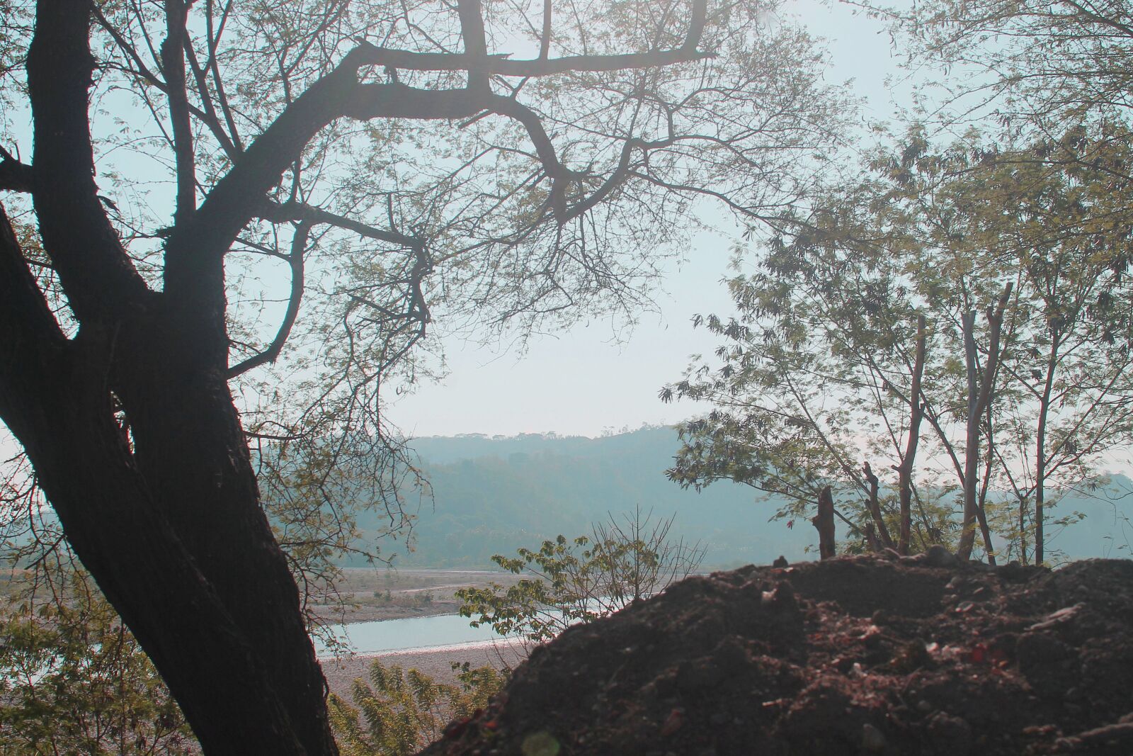 Canon EOS 1100D (EOS Rebel T3 / EOS Kiss X50) sample photo. The tree, wood, nature photography