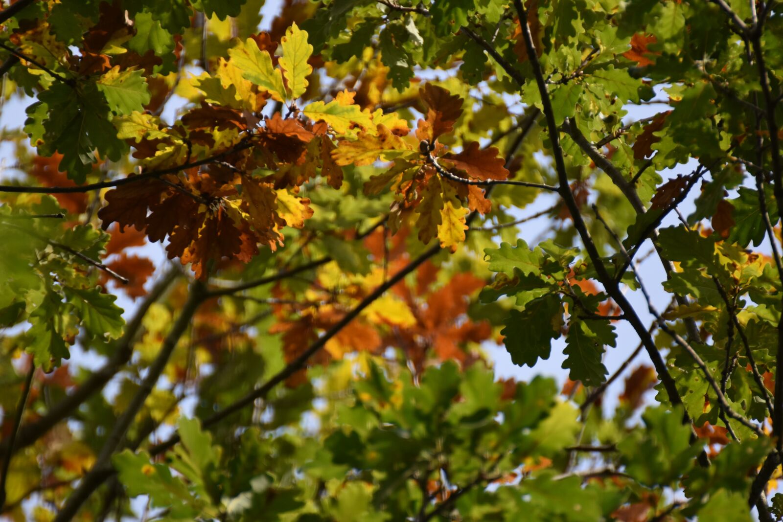 Nikon D5600 sample photo. Autumn, oak, colorful photography