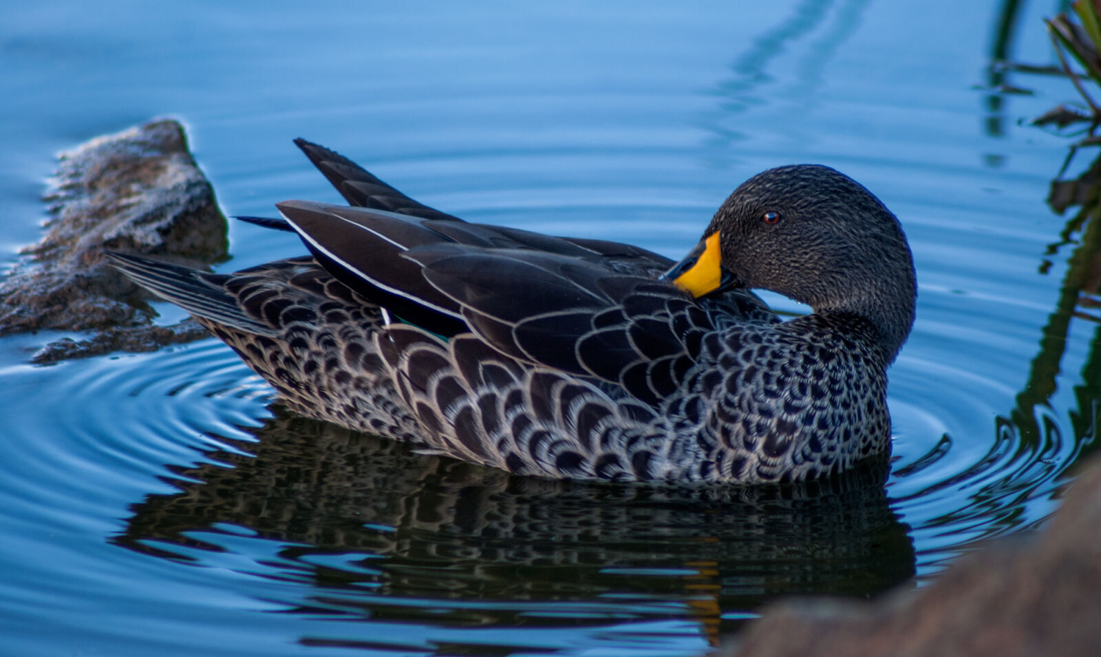 Minolta AF 100-300mm F4.5-5.6 sample photo. Animal, avian, beak, bird photography