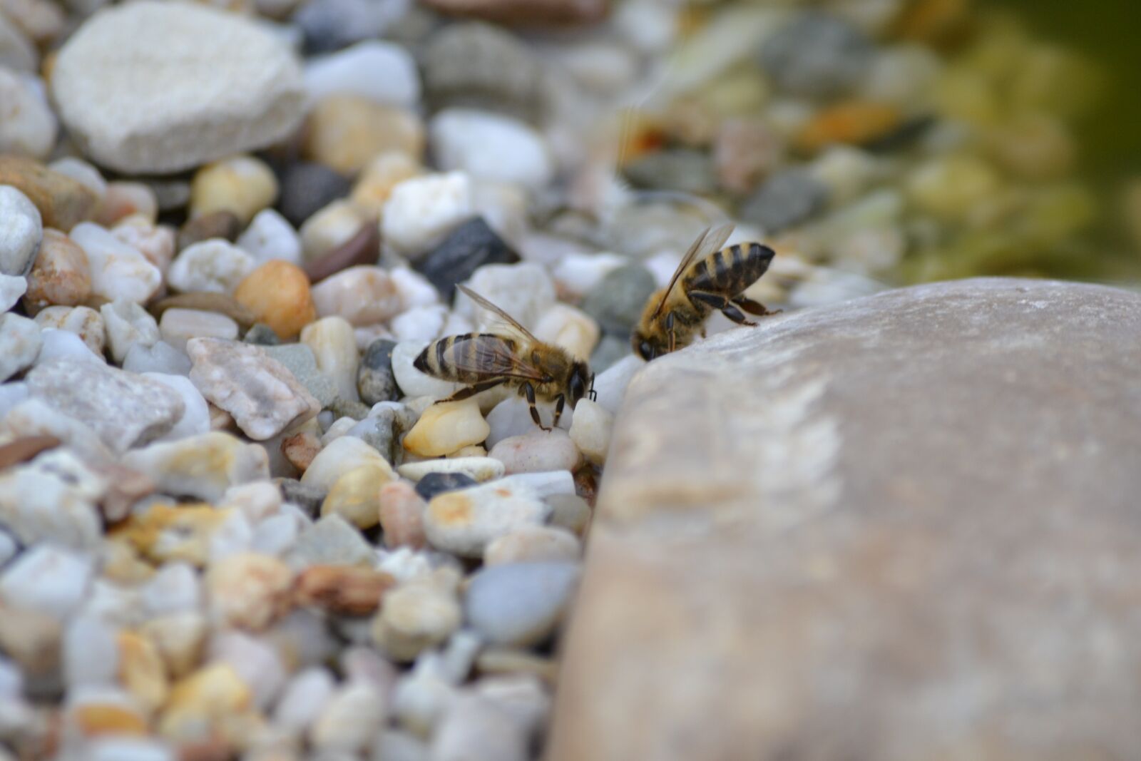 Nikon D3100 sample photo. Bee, pond, nature photography