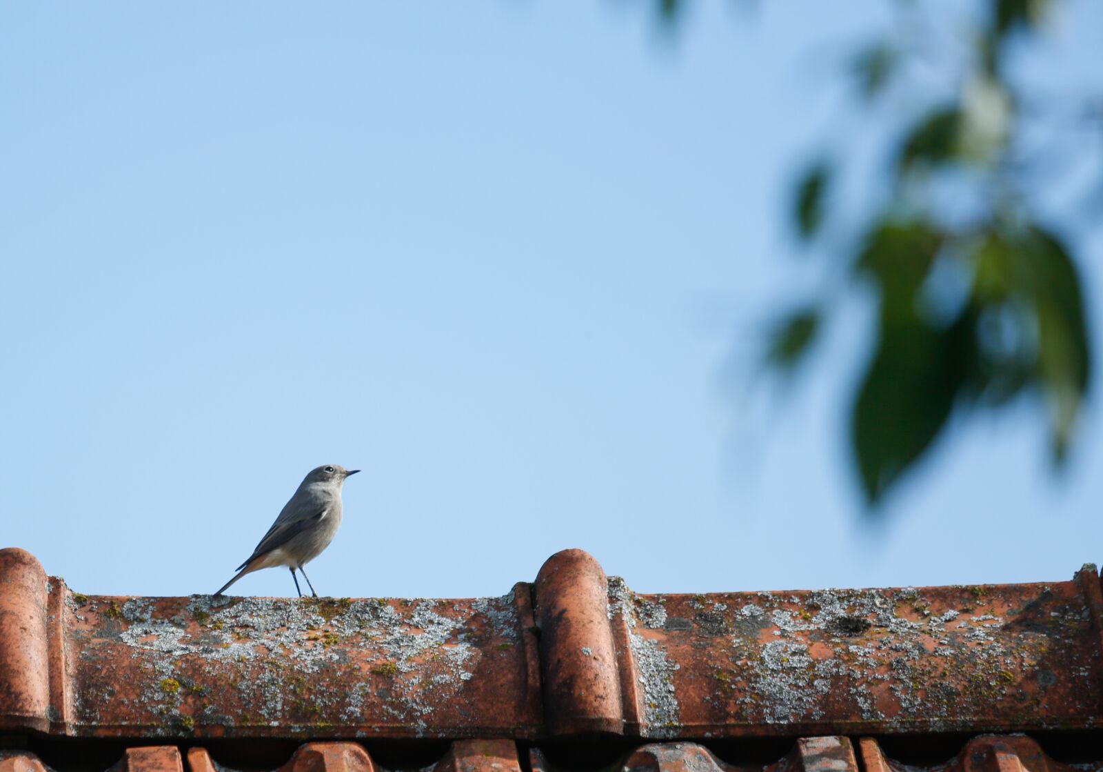 Canon EF 100-400mm F4.5-5.6L IS USM sample photo. Bird, white wagtail, nature photography