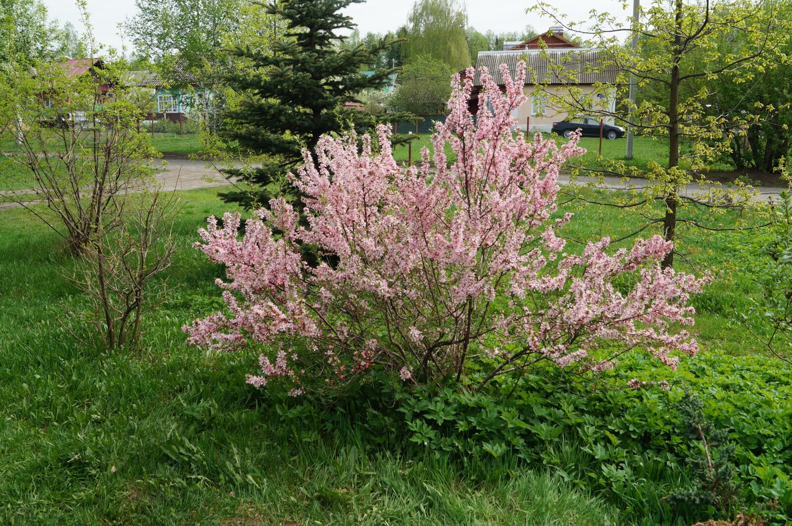Sony SLT-A57 sample photo. Spring, color, ural photography