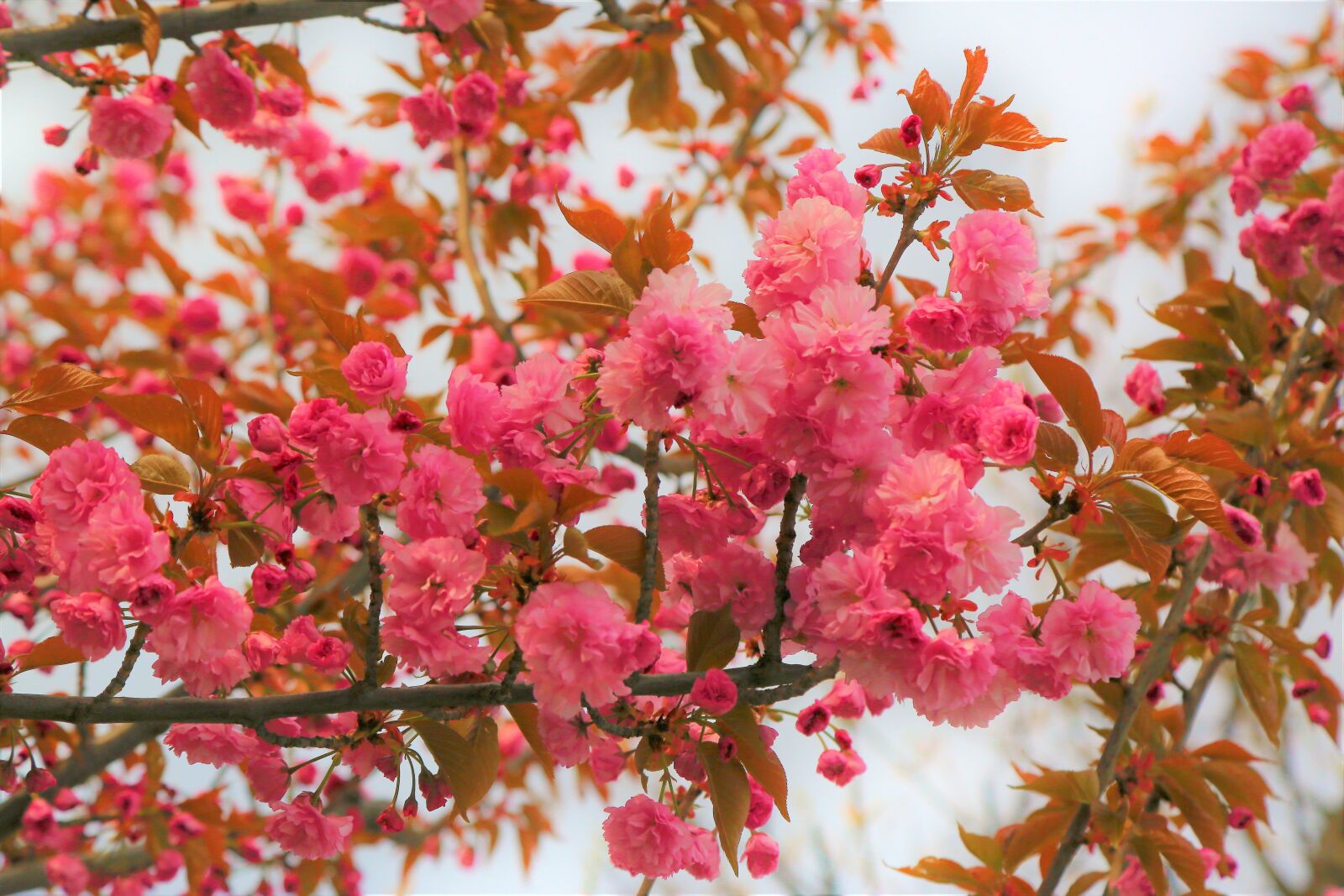 Canon EOS 5D Mark III sample photo. Flower, spring, nature photography