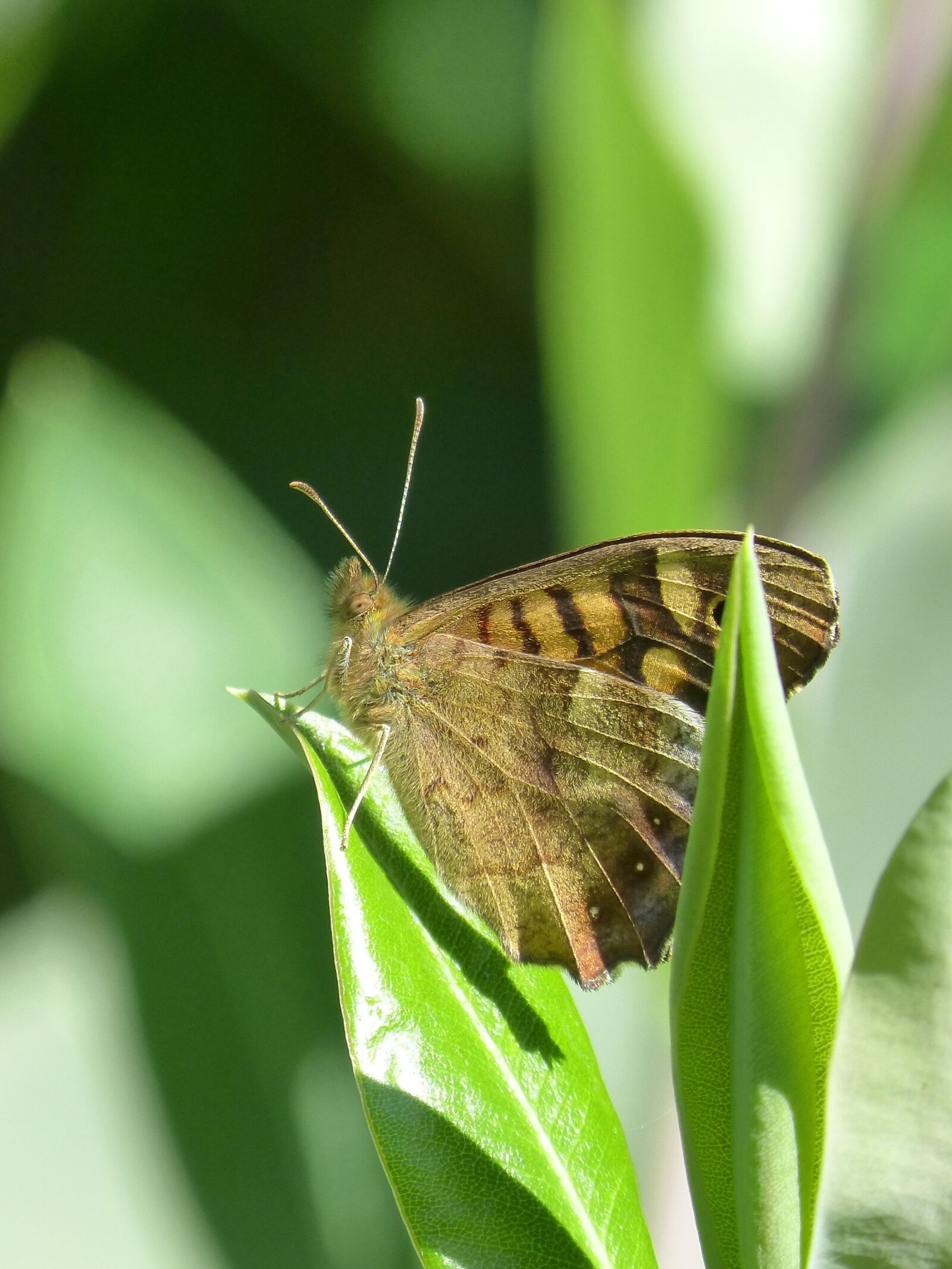 Panasonic DMC-FZ62 sample photo. Butterfly, pararge aegeria, bruna photography