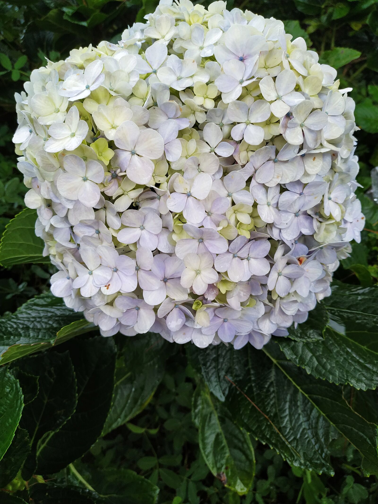 Xiaomi Redmi Note 6 Pro sample photo. This, so, beautiful photography