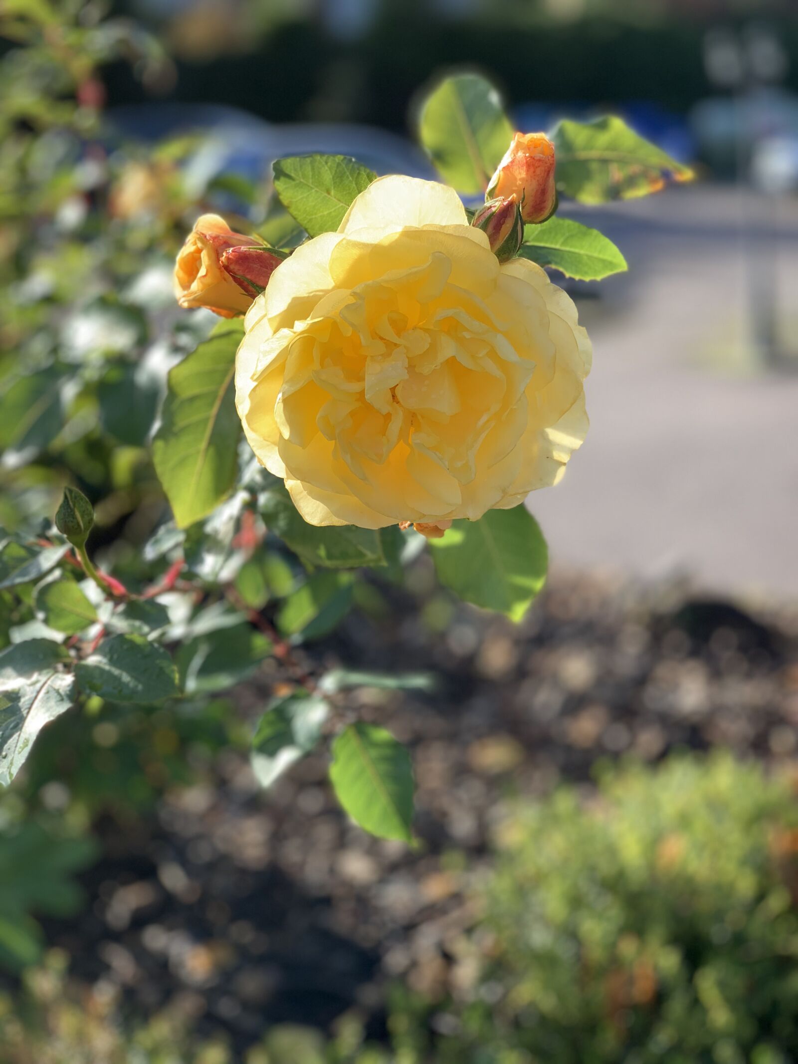 Apple iPhone XS + iPhone XS back dual camera 6mm f/2.4 sample photo. Flower, yellow, spring photography