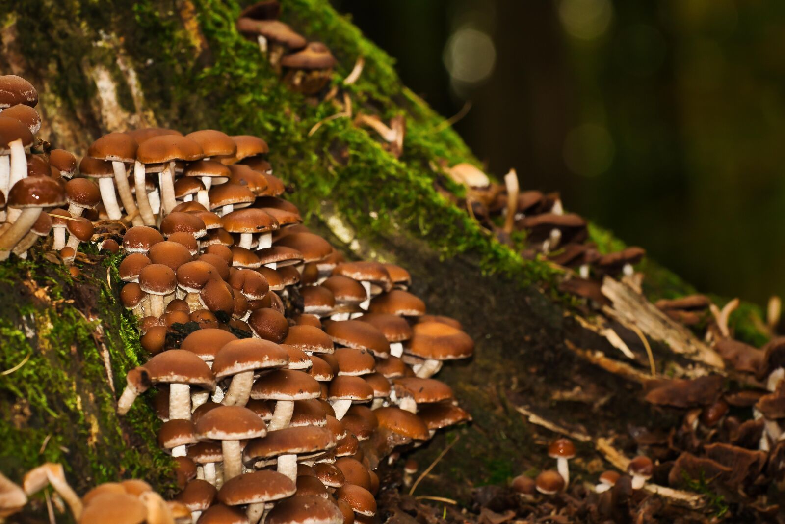 Canon EOS 80D sample photo. Mushrooms, forest, nature photography