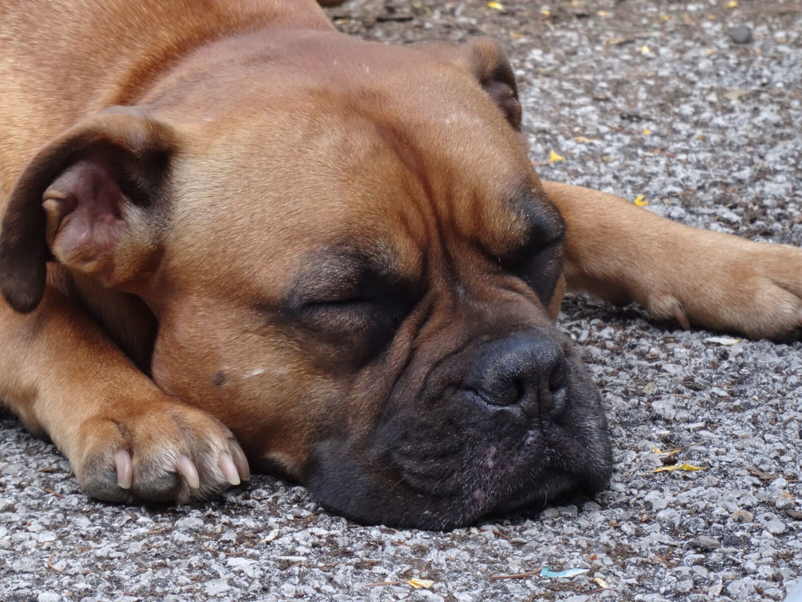 Sony DSC-HX50 sample photo. Dog, sleeping, wrinkles photography