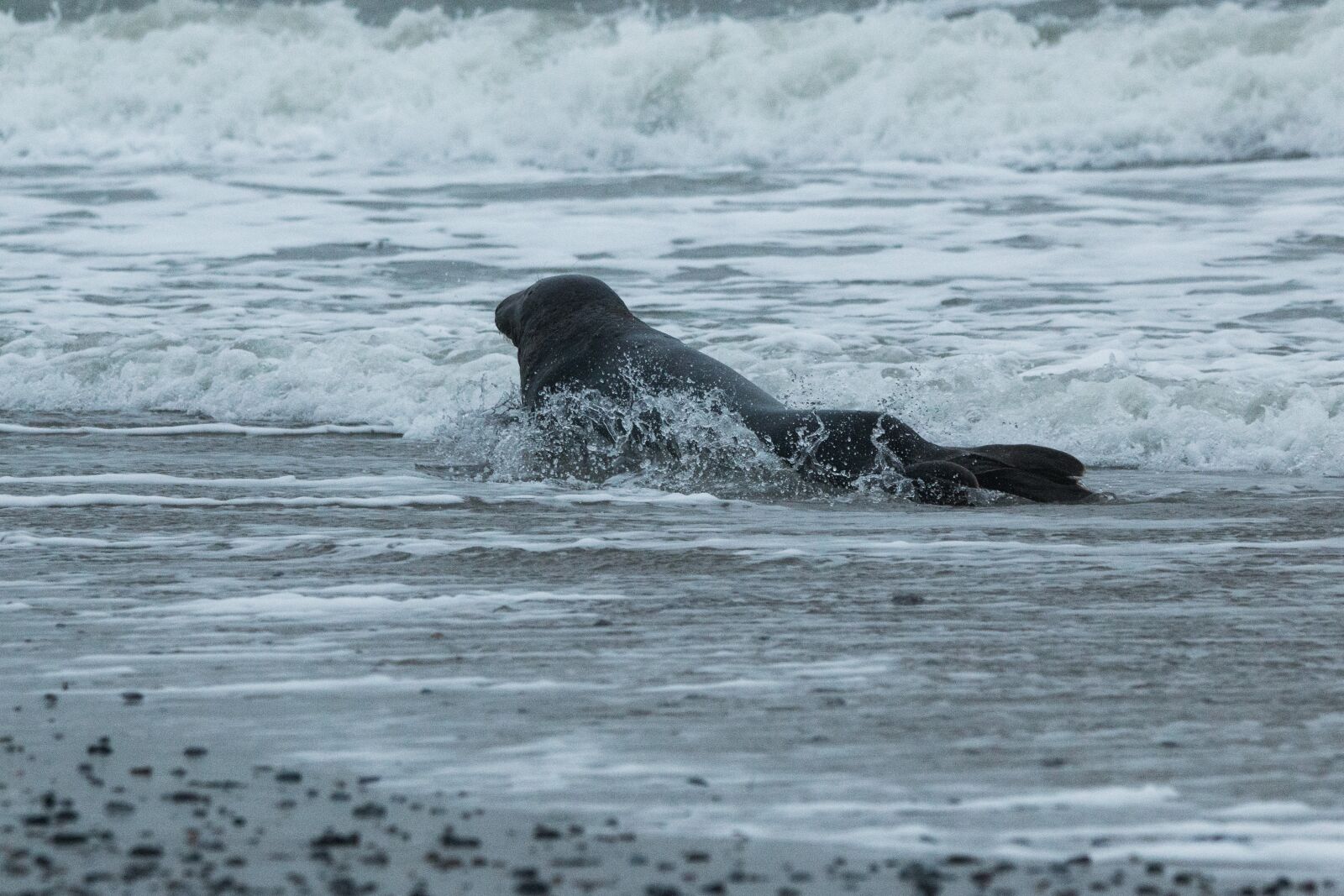 150-600mm F5-6.3 DG OS HSM | Contemporary 015 sample photo. Grey seal, robbe, halichoerus photography