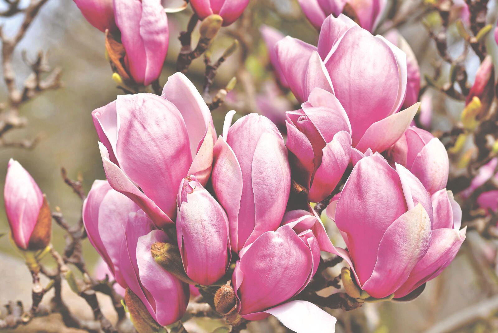 Nikon D7200 sample photo. Magnolia, magnolia tree, magnoliengewaechs photography