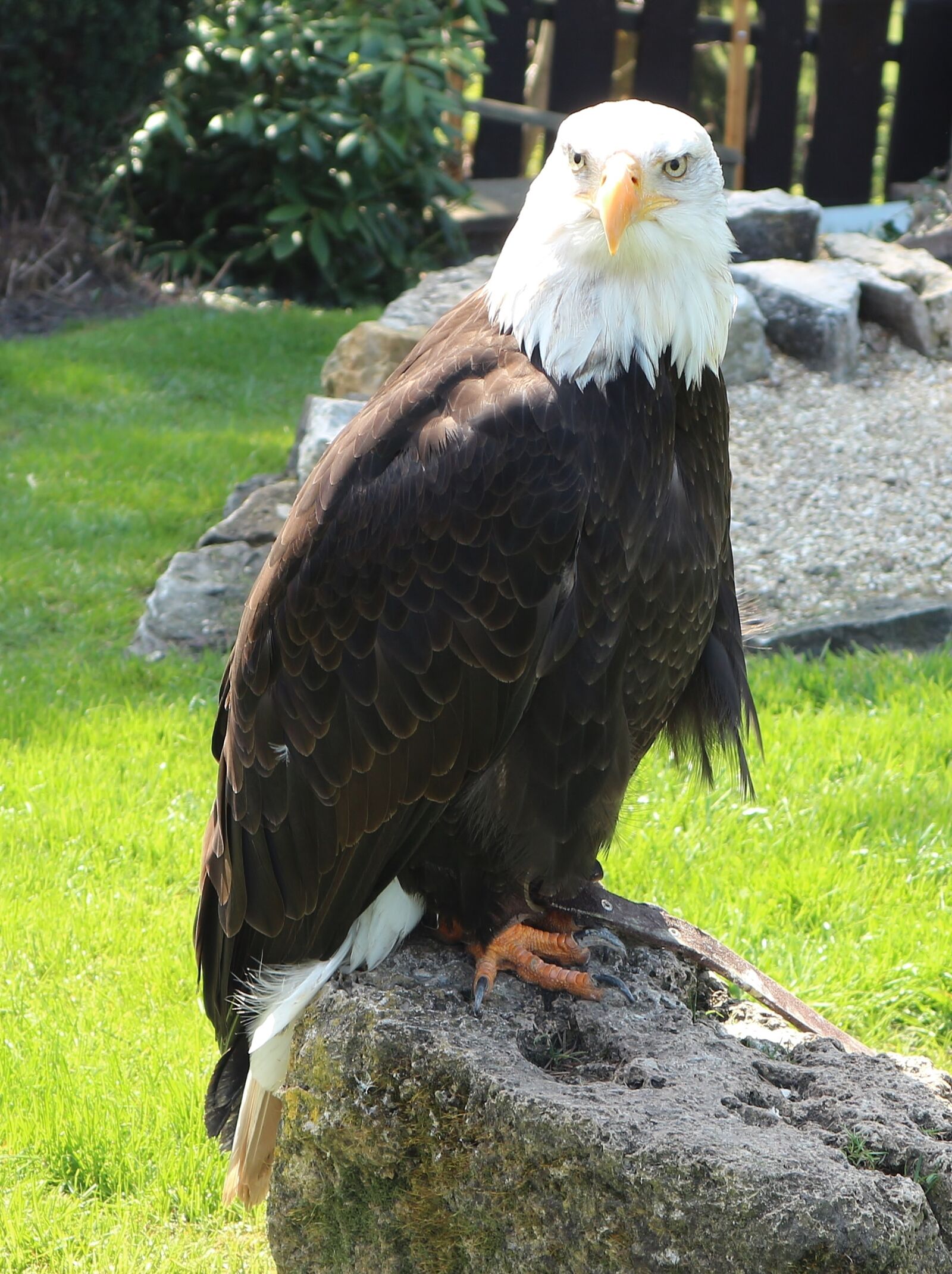 Canon EOS M10 sample photo. Eagles waiting in detmold photography