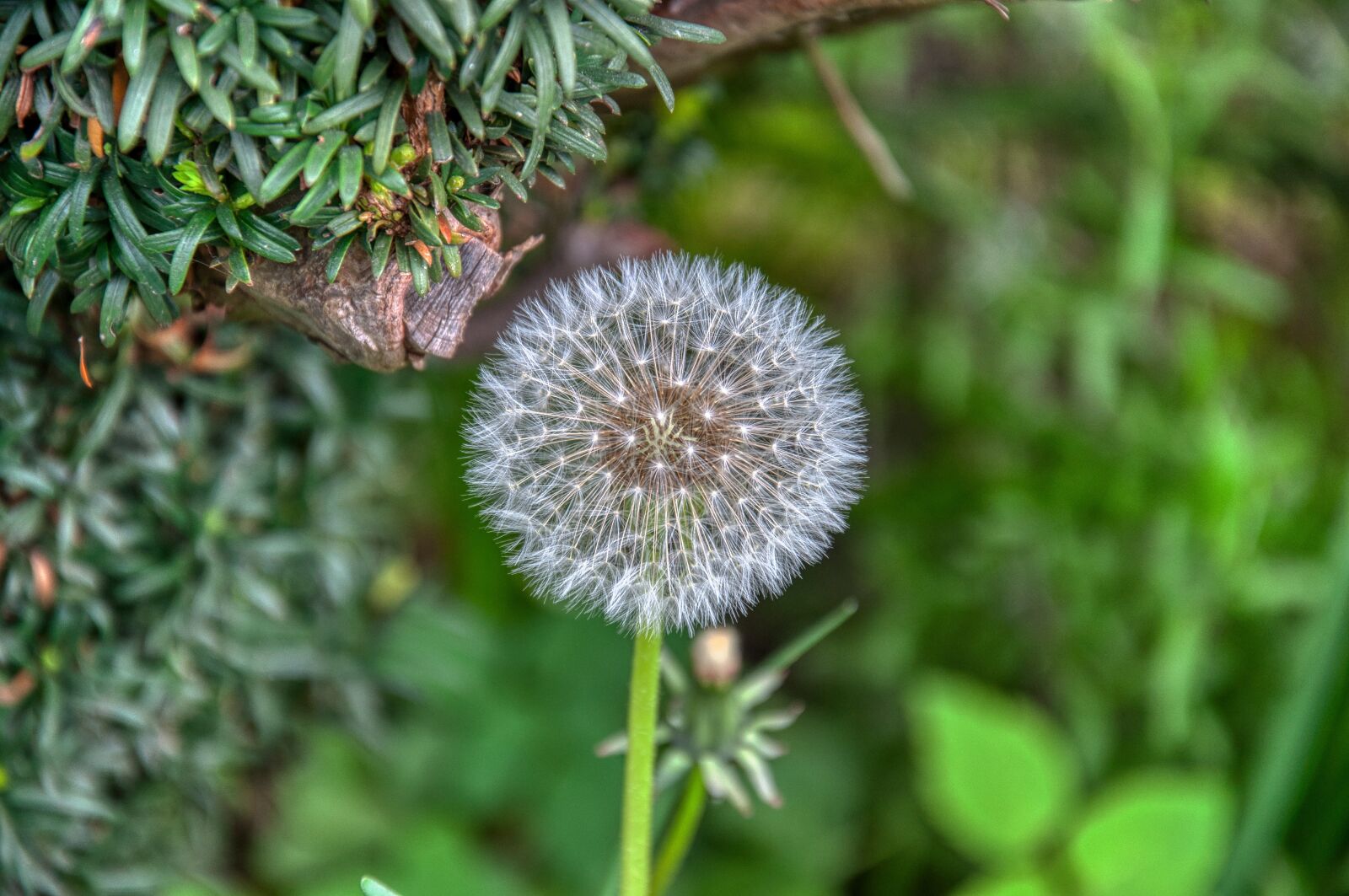 Nikon D5000 sample photo. Dandelion, infructescence, seeds photography