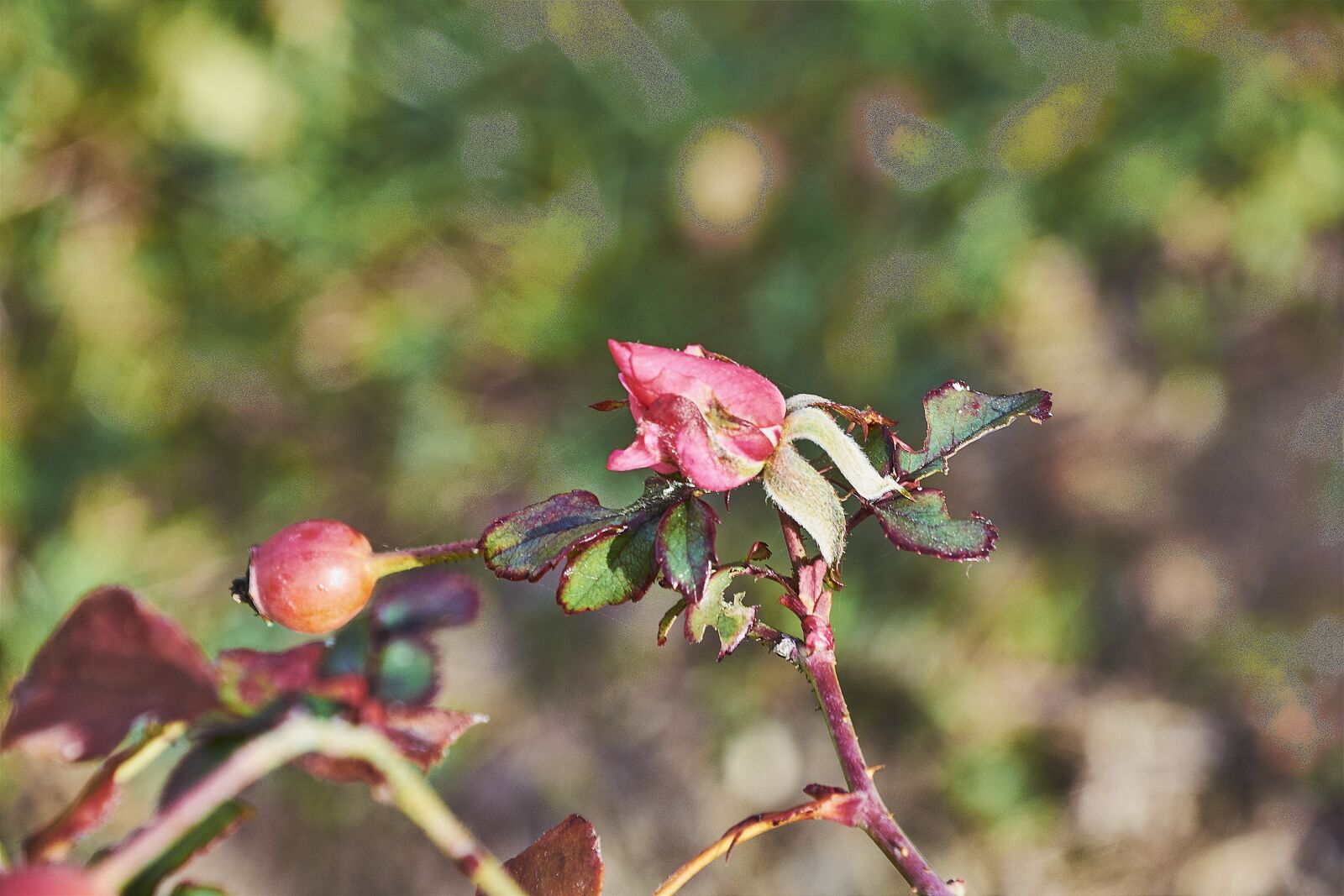 Nikon D7200 sample photo. Rosa, garden, flower photography