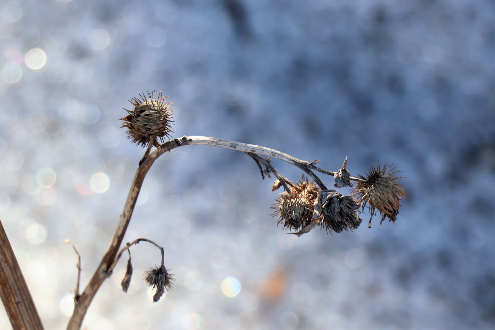Canon EOS 77D (EOS 9000D / EOS 770D) sample photo. Winter, thistle, nature photography
