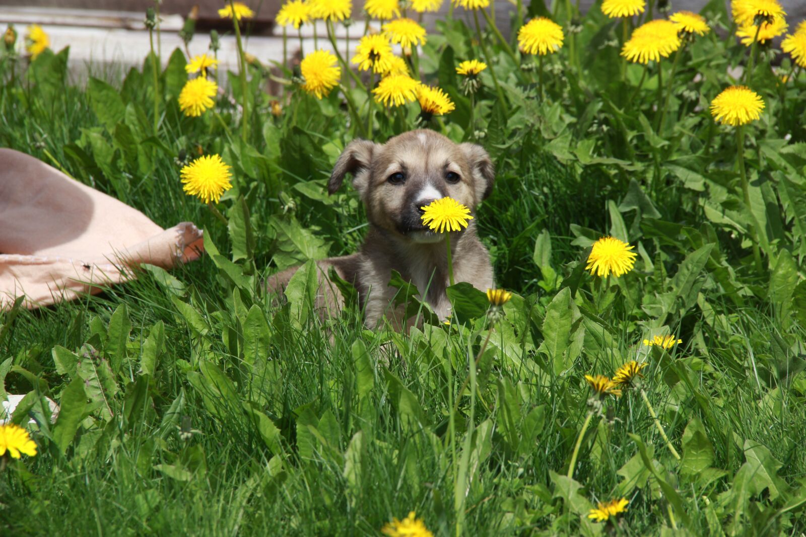 Canon EOS 600D (Rebel EOS T3i / EOS Kiss X5) sample photo. Dog, puppy, sky photography