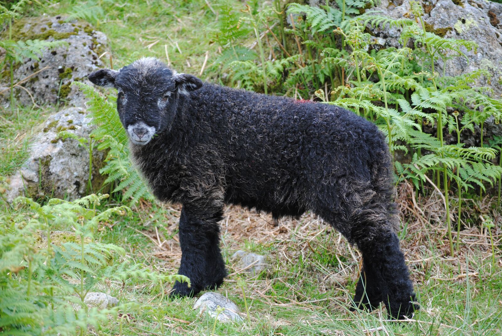 Nikon D3000 sample photo. Sheep, hills, lamb photography