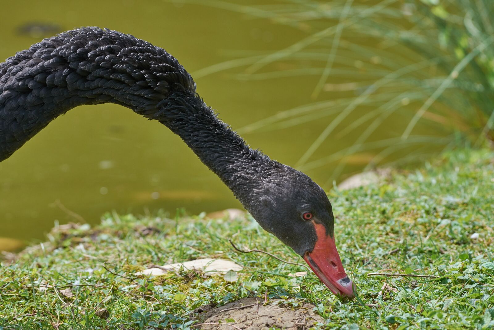 Nikon AF-S Nikkor 200-500mm F5.6E ED VR sample photo. Swan, black, water bird photography