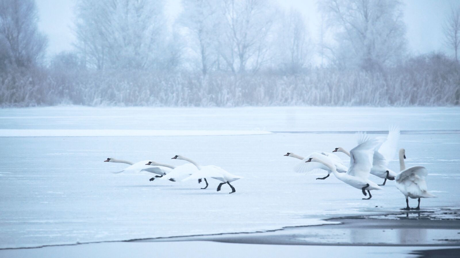Canon EOS 1100D (EOS Rebel T3 / EOS Kiss X50) + Canon EF-S 55-250mm F4-5.6 IS STM sample photo. Swans, winter, lake photography