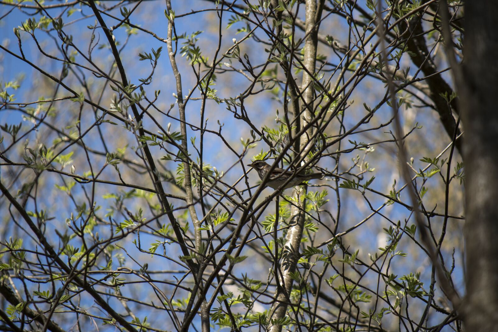 Canon EOS 70D + Canon EF-S 55-250mm F4-5.6 IS sample photo. Bird, tree, nature photography