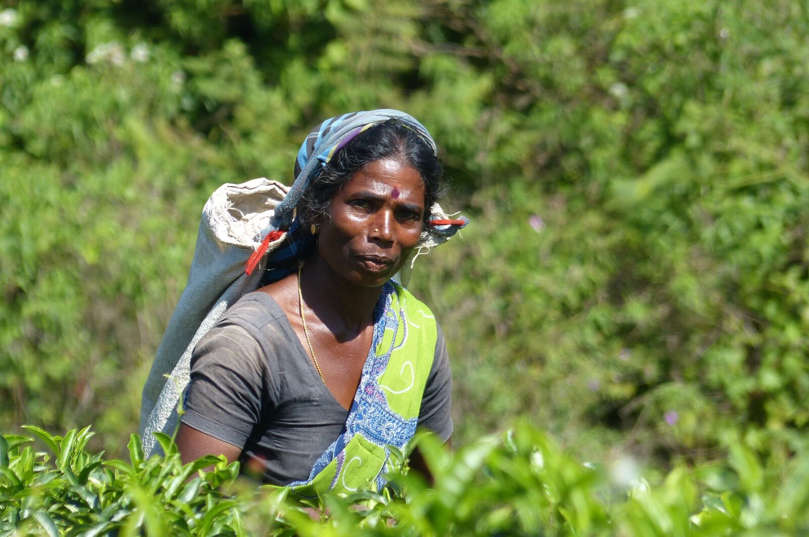 Panasonic Lumix DMC-FZ200 sample photo. Woman, sri lanka, tea photography