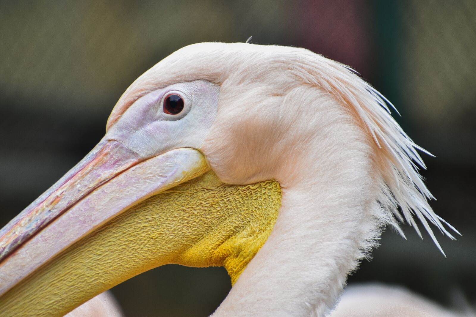Nikon D3500 sample photo. Pelican, pelican bird, nature photography