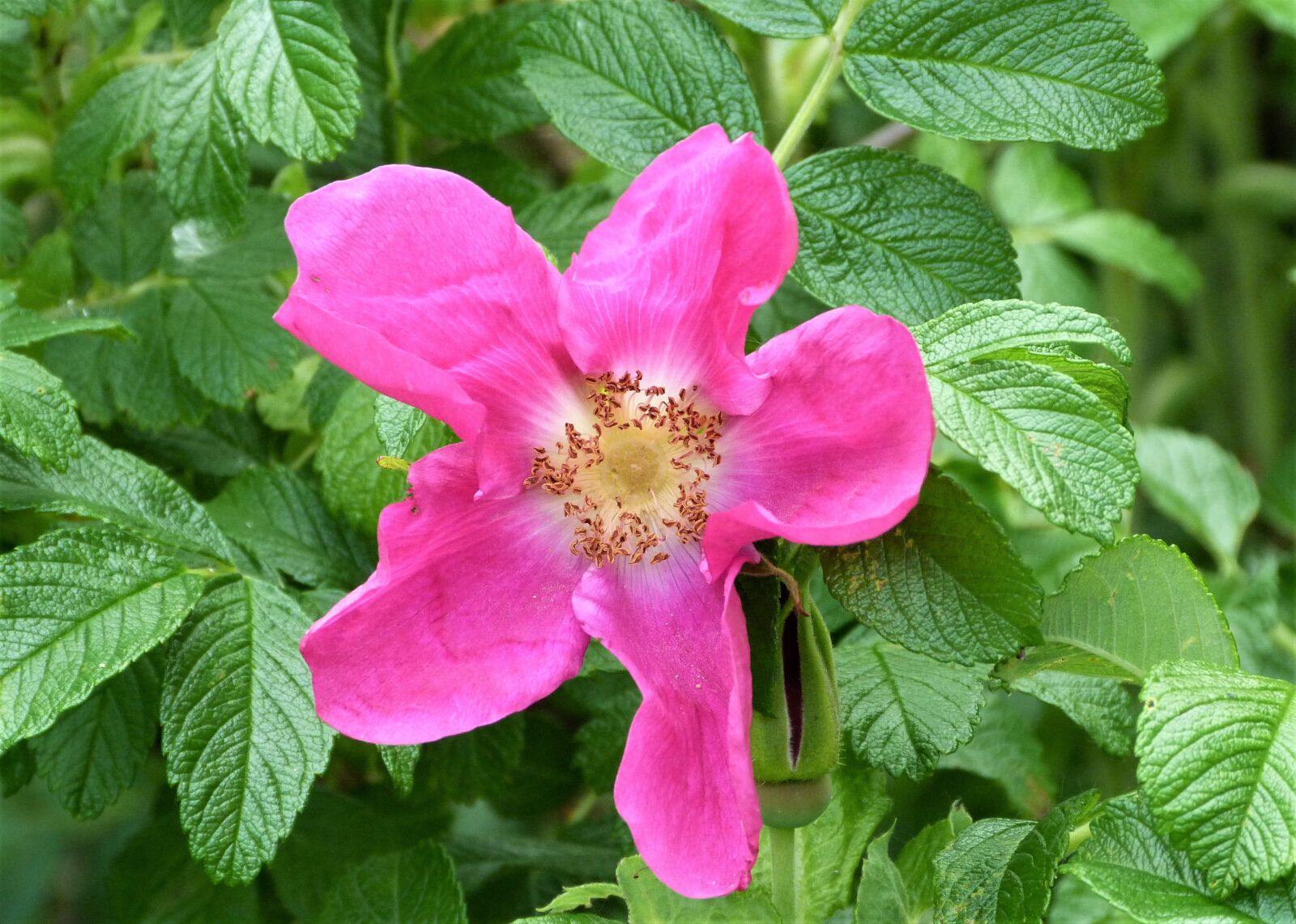 Panasonic Lumix DMC-FZ40 (Lumix DMC-FZ45) sample photo. Wild rose, rose, pink photography