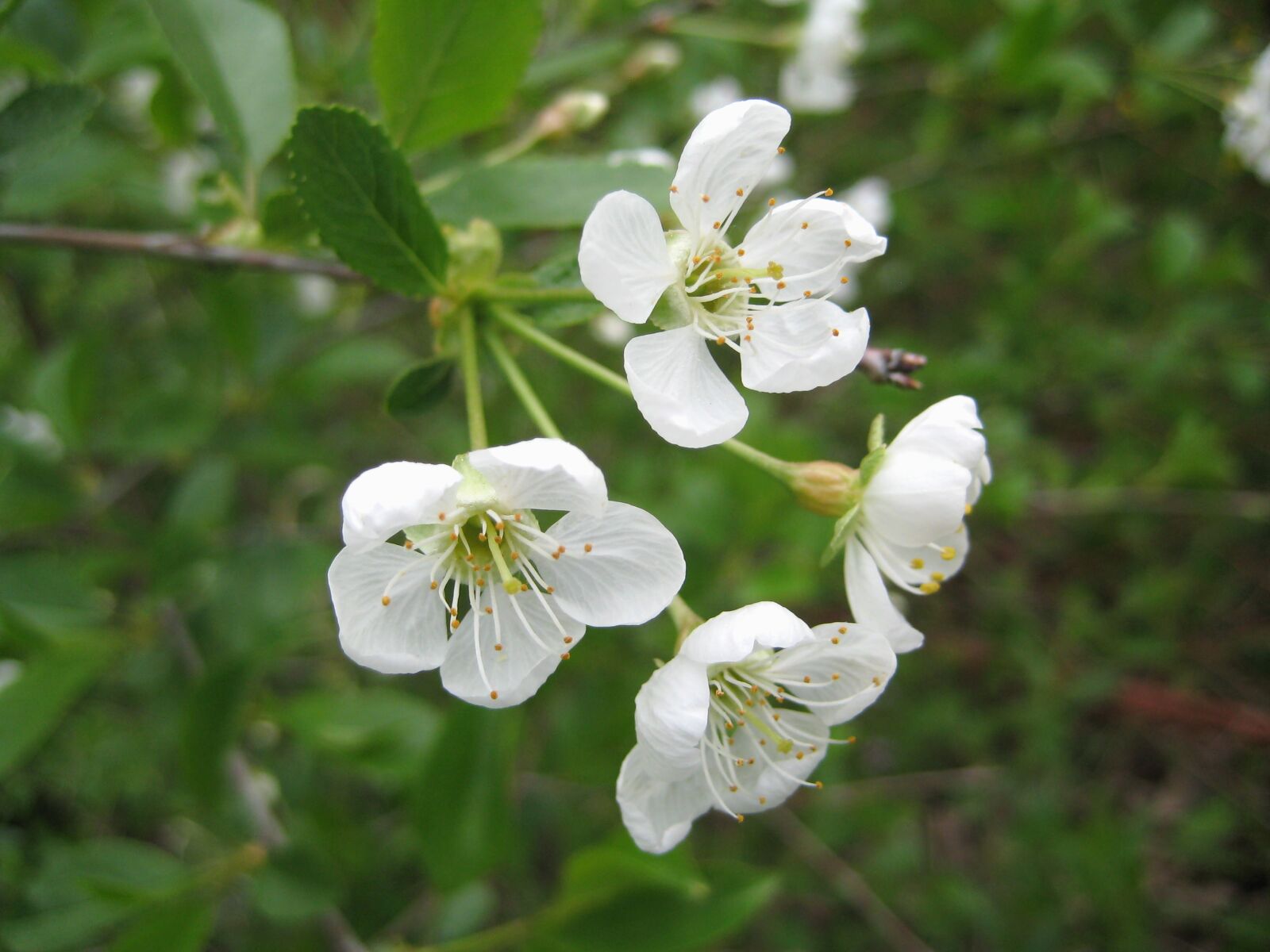 Canon DIGITAL IXUS 70 sample photo. Apple tree, spring, shrub photography