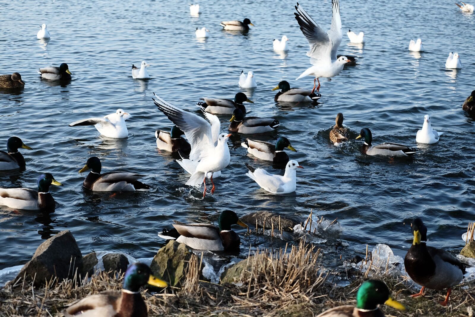 Fujifilm X-T10 + Fujifilm XC 50-230mm F4.5-6.7 OIS II sample photo. Waterfowl, feed, water photography