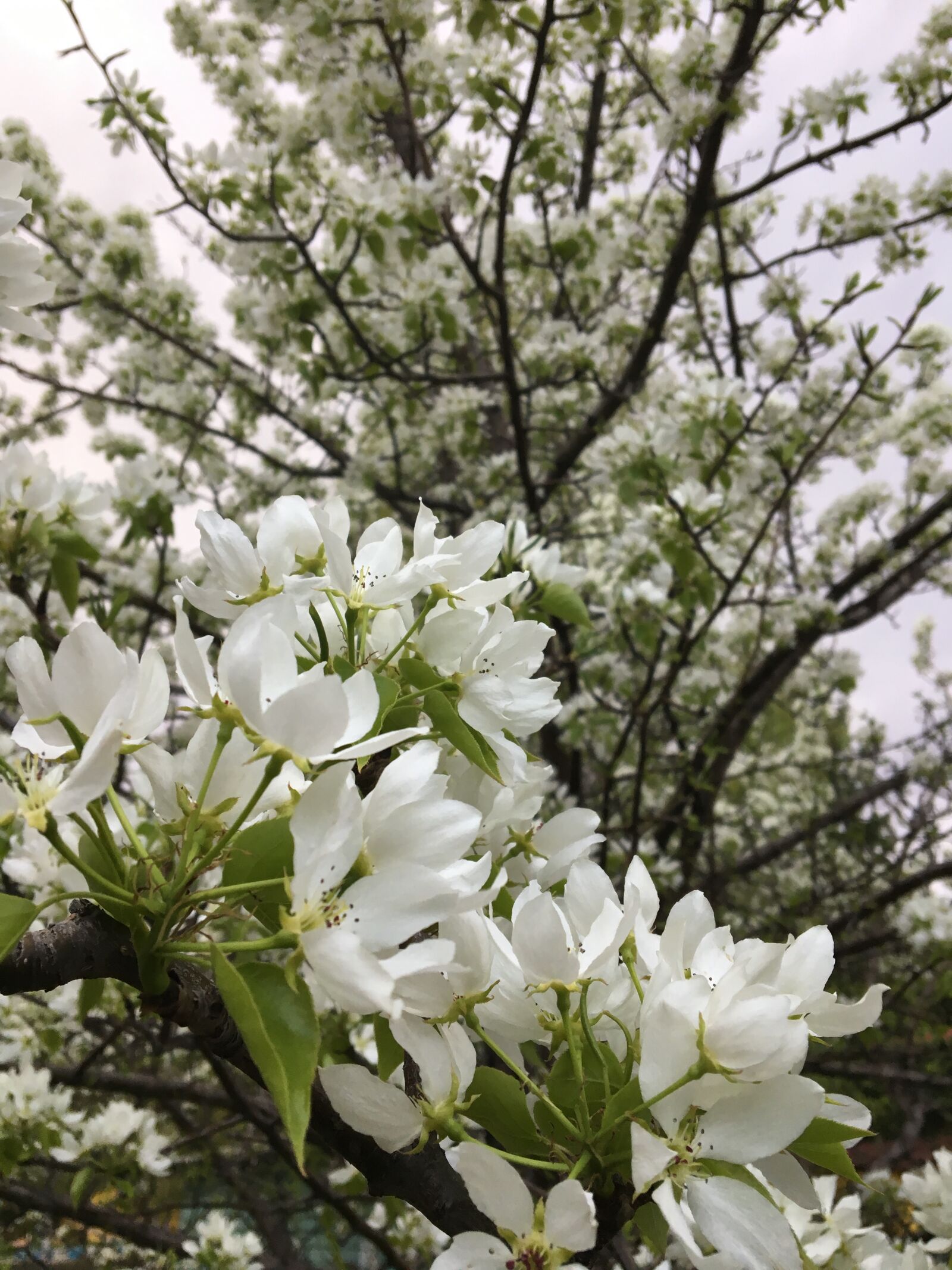 Apple iPhone 6s sample photo. Spring, blooming apple tree photography