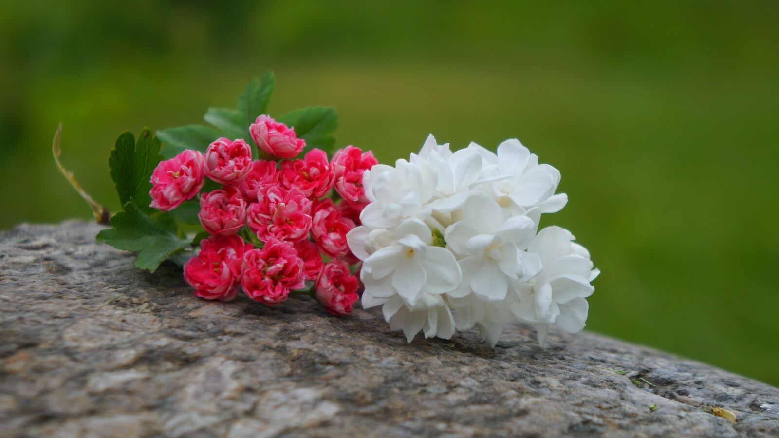 Sony Alpha a3000 + Sony E 18-55mm F3.5-5.6 OSS sample photo. Nature, plants, white photography