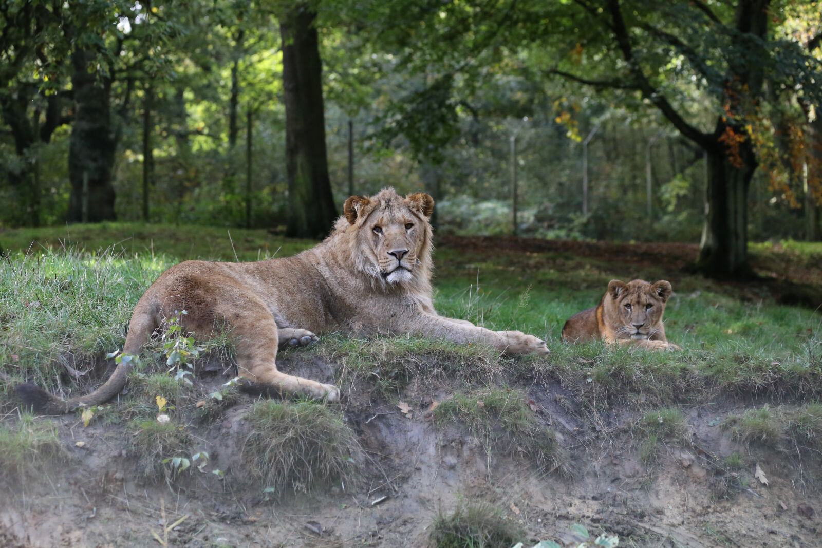 Canon EOS 6D sample photo. Animal, carnivore, countryside, cub photography