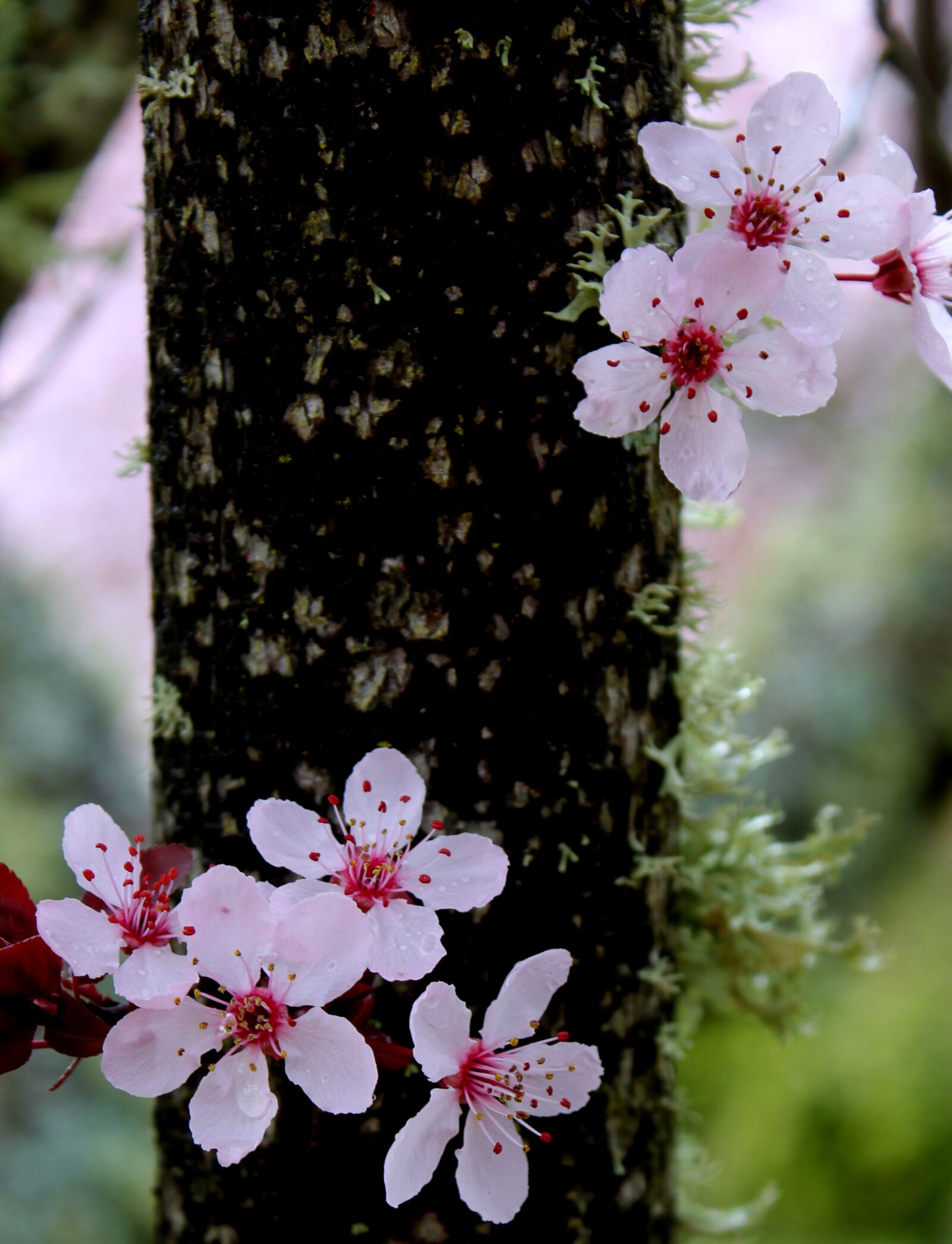 Canon EOS 550D (EOS Rebel T2i / EOS Kiss X4) sample photo. Cherry, flower, branch photography