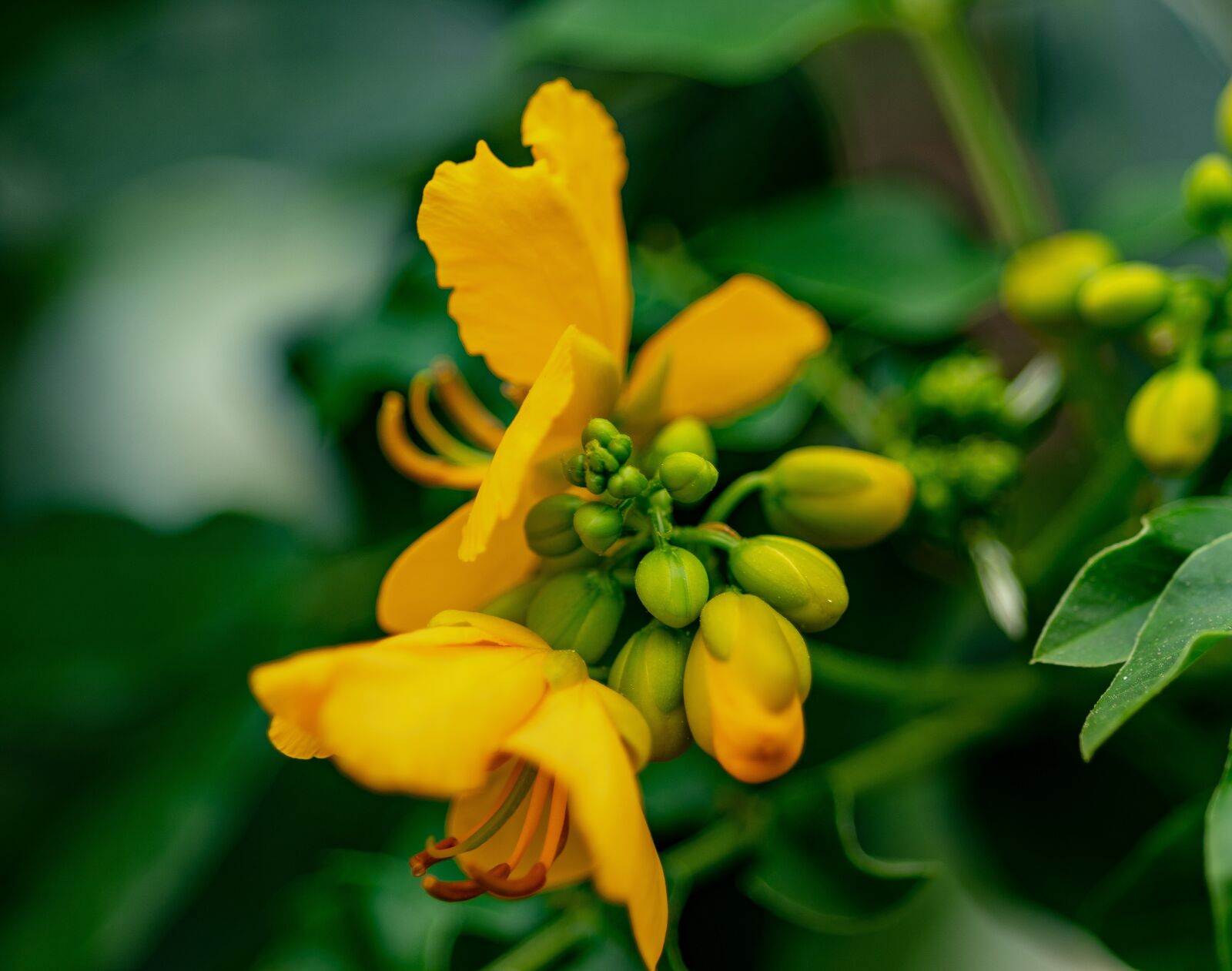 Nikon D500 sample photo. Flower, yellow, plant photography