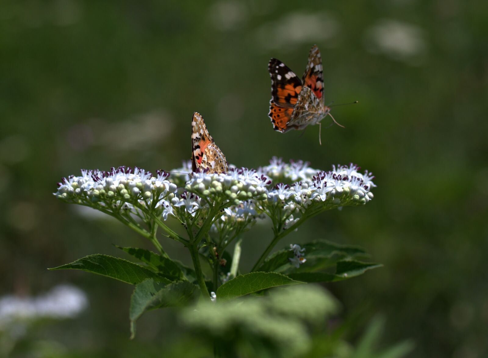 Canon EOS 7D Mark II sample photo. Butterflies, flight, flower photography