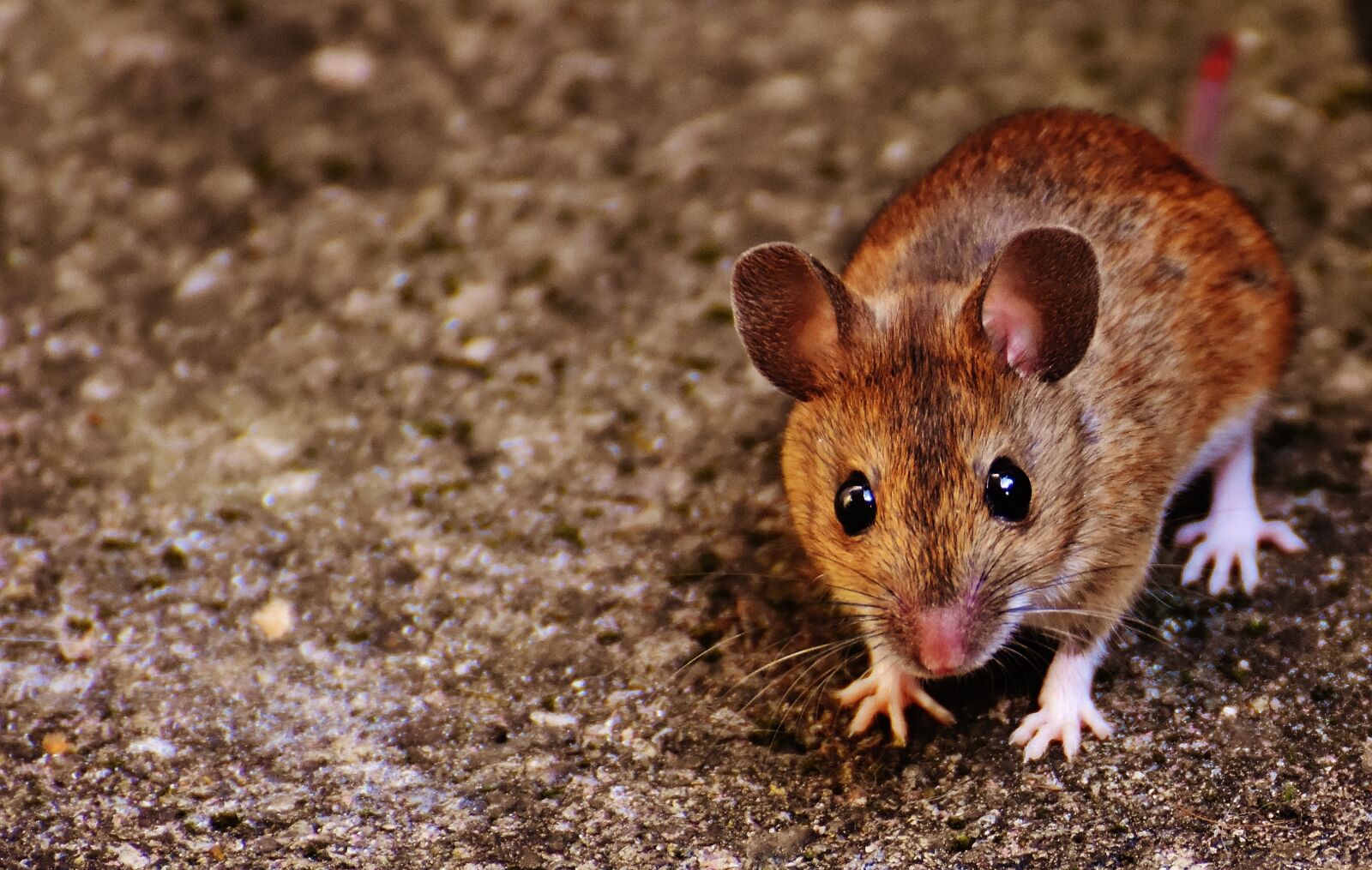 Nikon D7200 sample photo. Mouse, rodent, cute photography