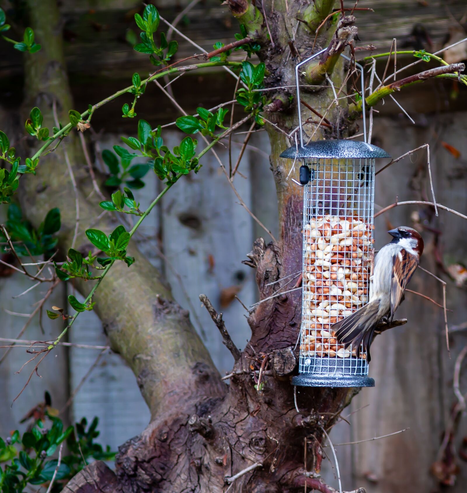 Canon EF 300mm F4L IS USM sample photo. Sparrow, garden bird, feeding photography
