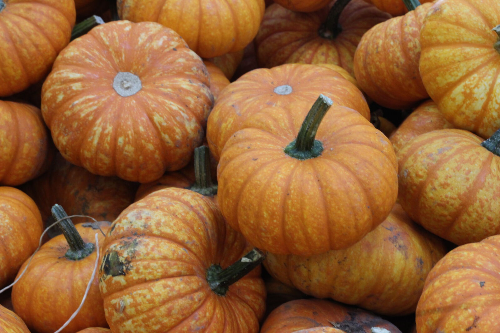 Canon EOS 1200D (EOS Rebel T5 / EOS Kiss X70 / EOS Hi) sample photo. Harvest, october, pumpkins, small photography