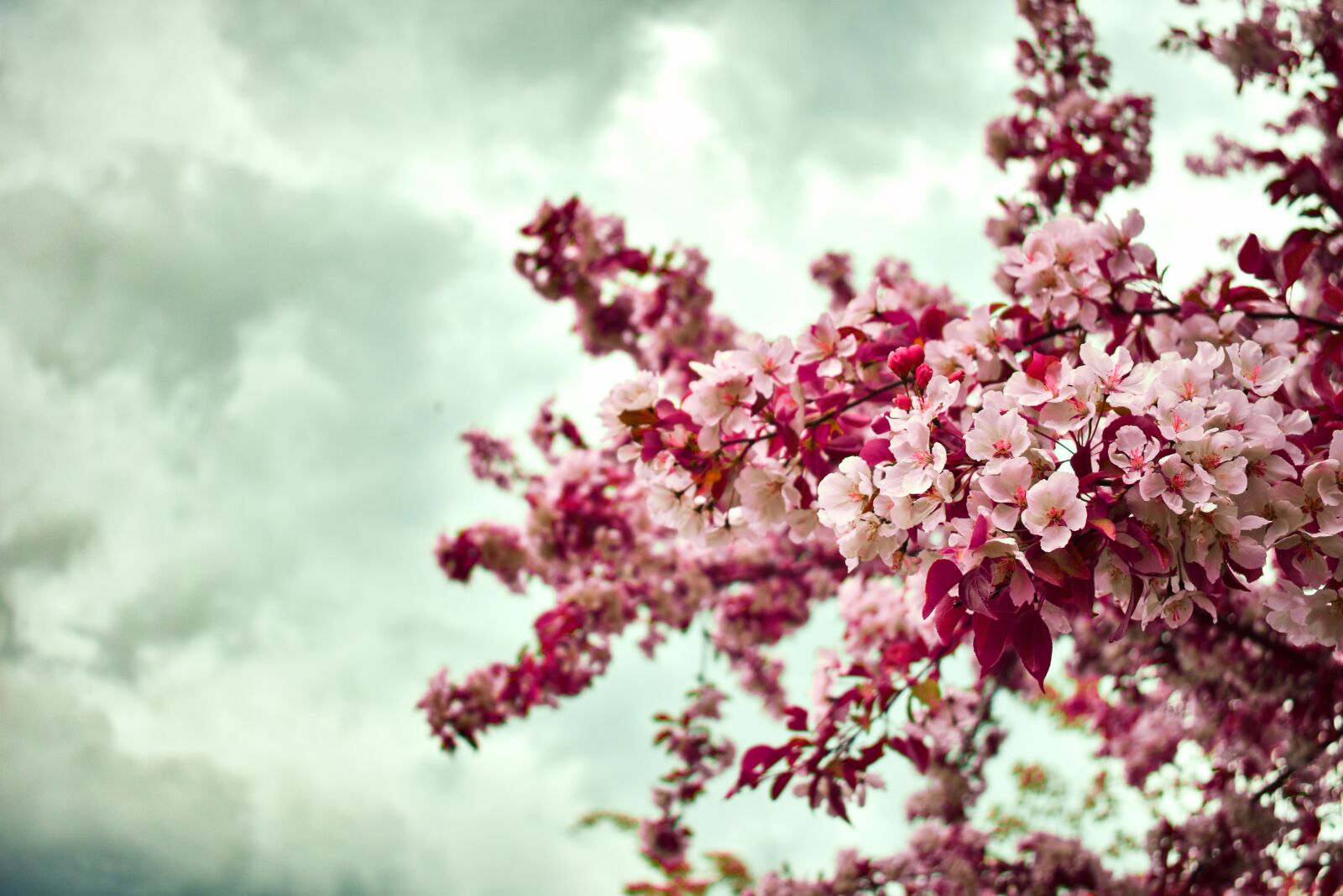 Nikon D3400 sample photo. Cherry blossom, pink, flowers photography
