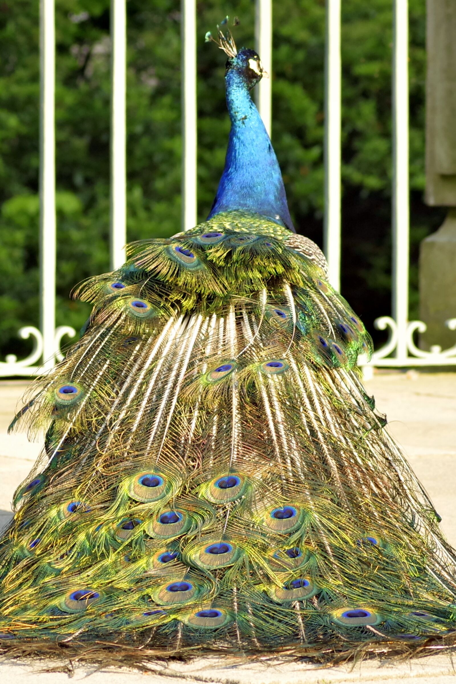 Pentax K-S2 sample photo. Peacock, tail, eye photography