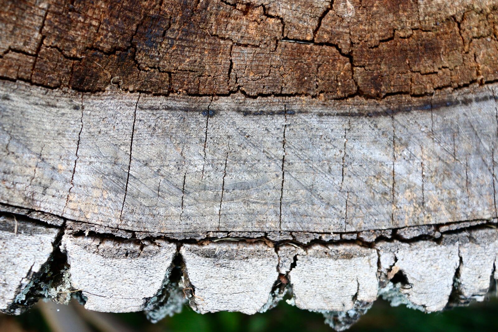 Canon EOS 70D sample photo. Wood, tree, trunk photography