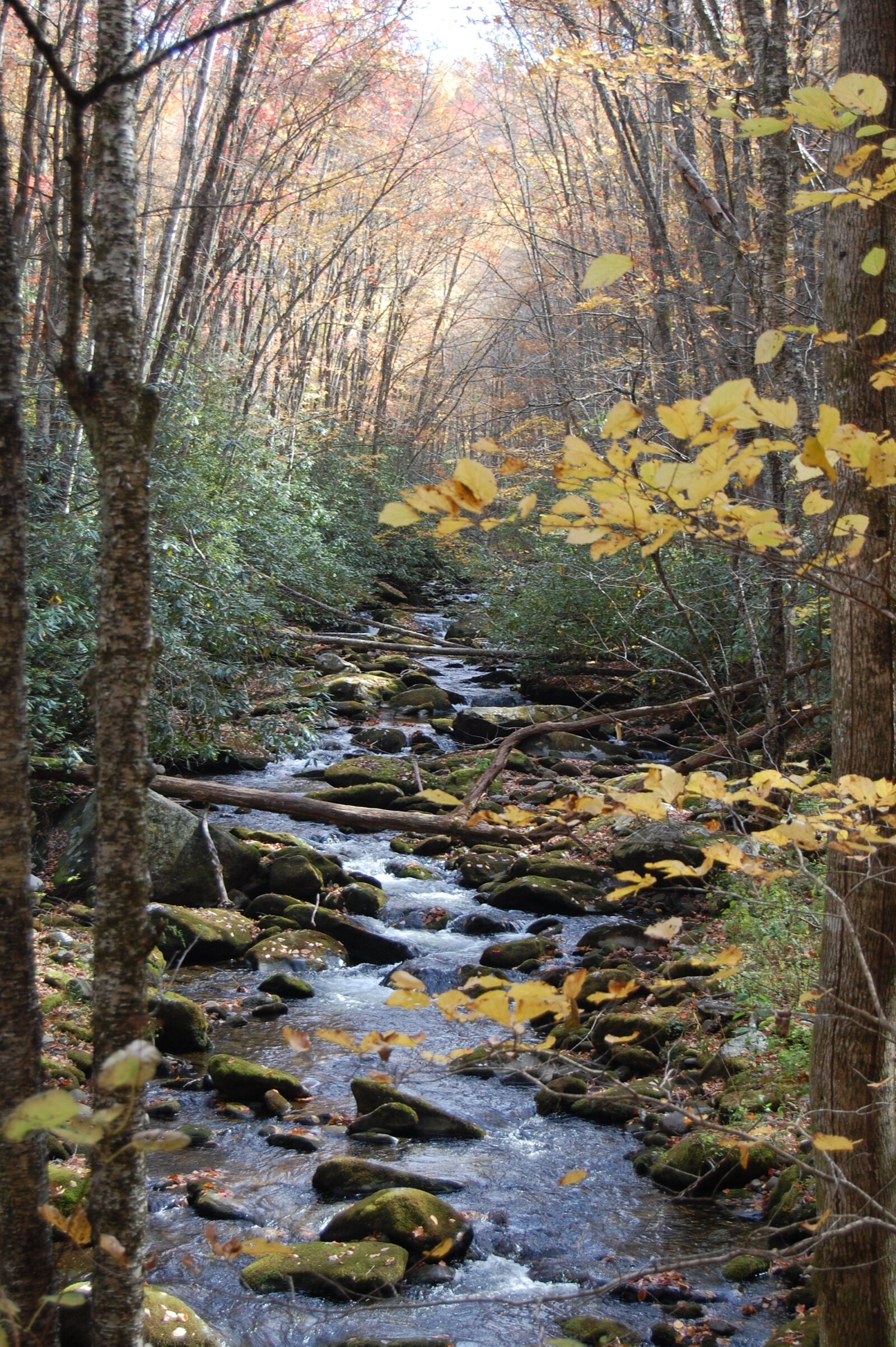 Nikon D40 sample photo. Creek, woods, forest photography