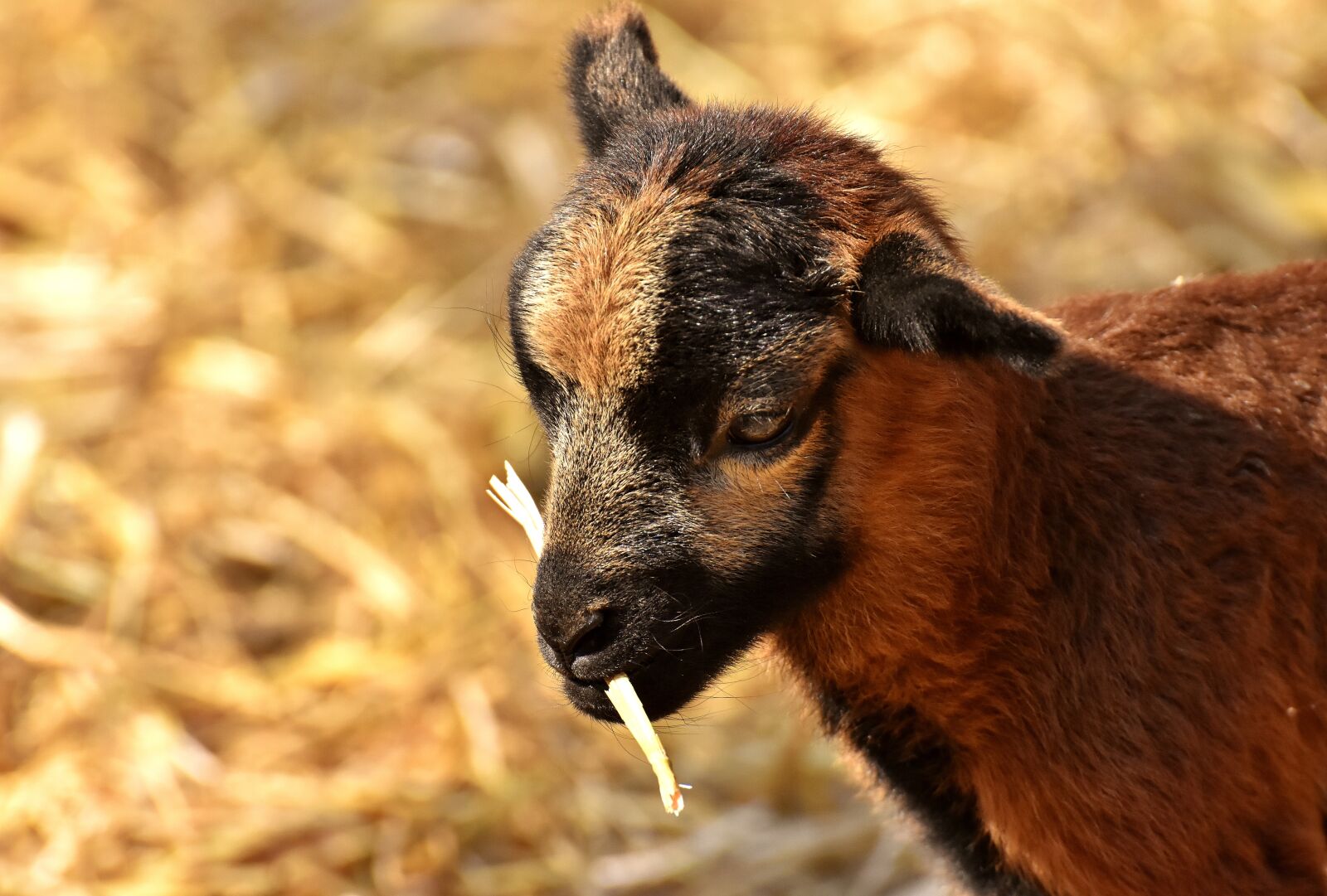 Nikon D7200 sample photo. Sheep, reborn, young animal photography