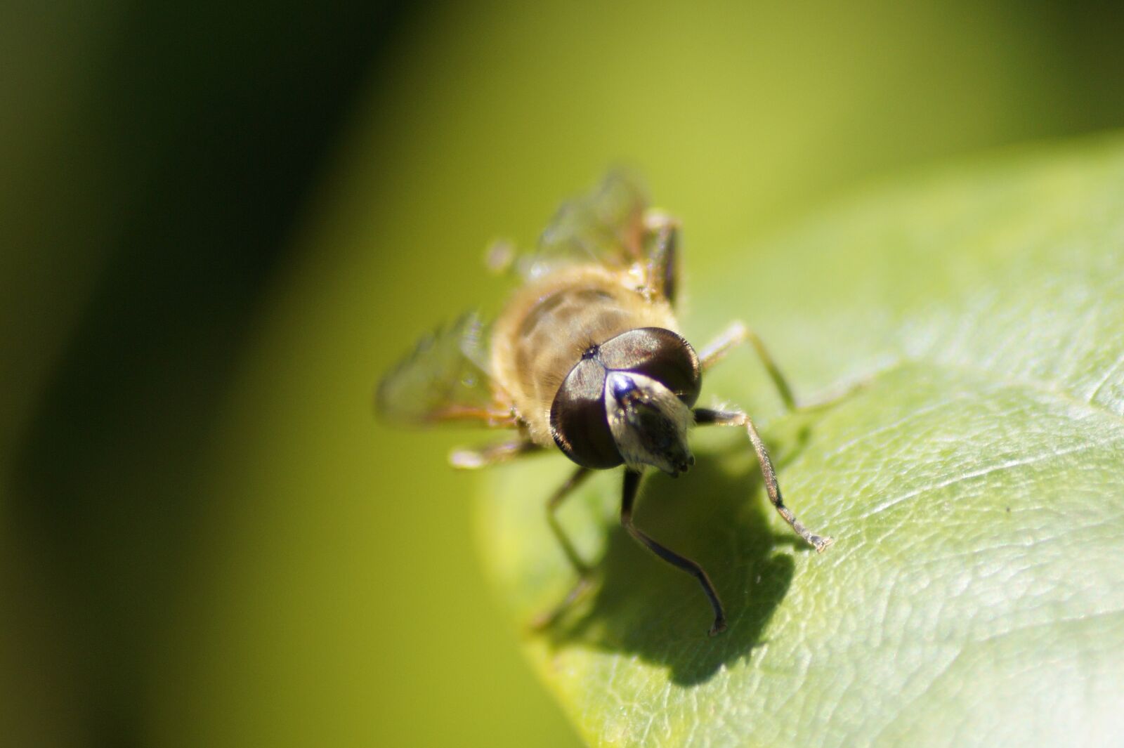 Sony SLT-A58 sample photo. Nature, insect, animal world photography
