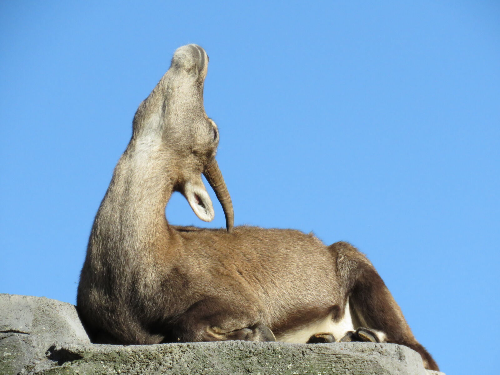 Canon PowerShot SX60 HS sample photo. Goat, itch photography