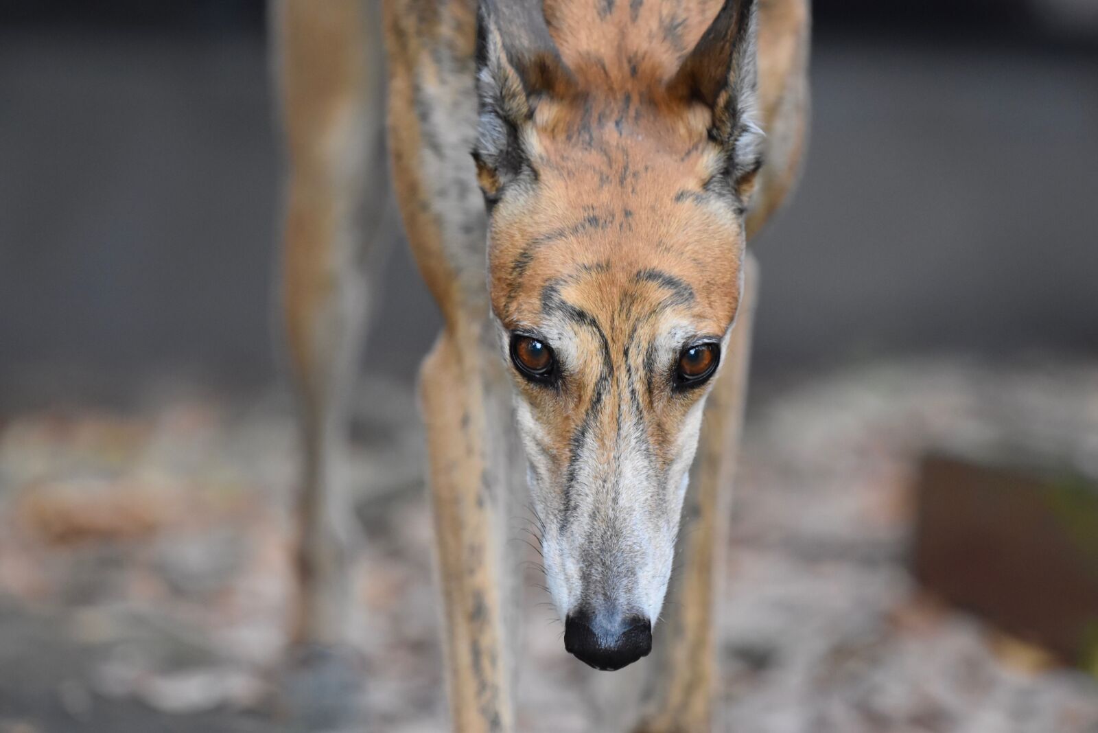 Nikon D5500 sample photo. Greyhound, greyhounds, retired racing photography