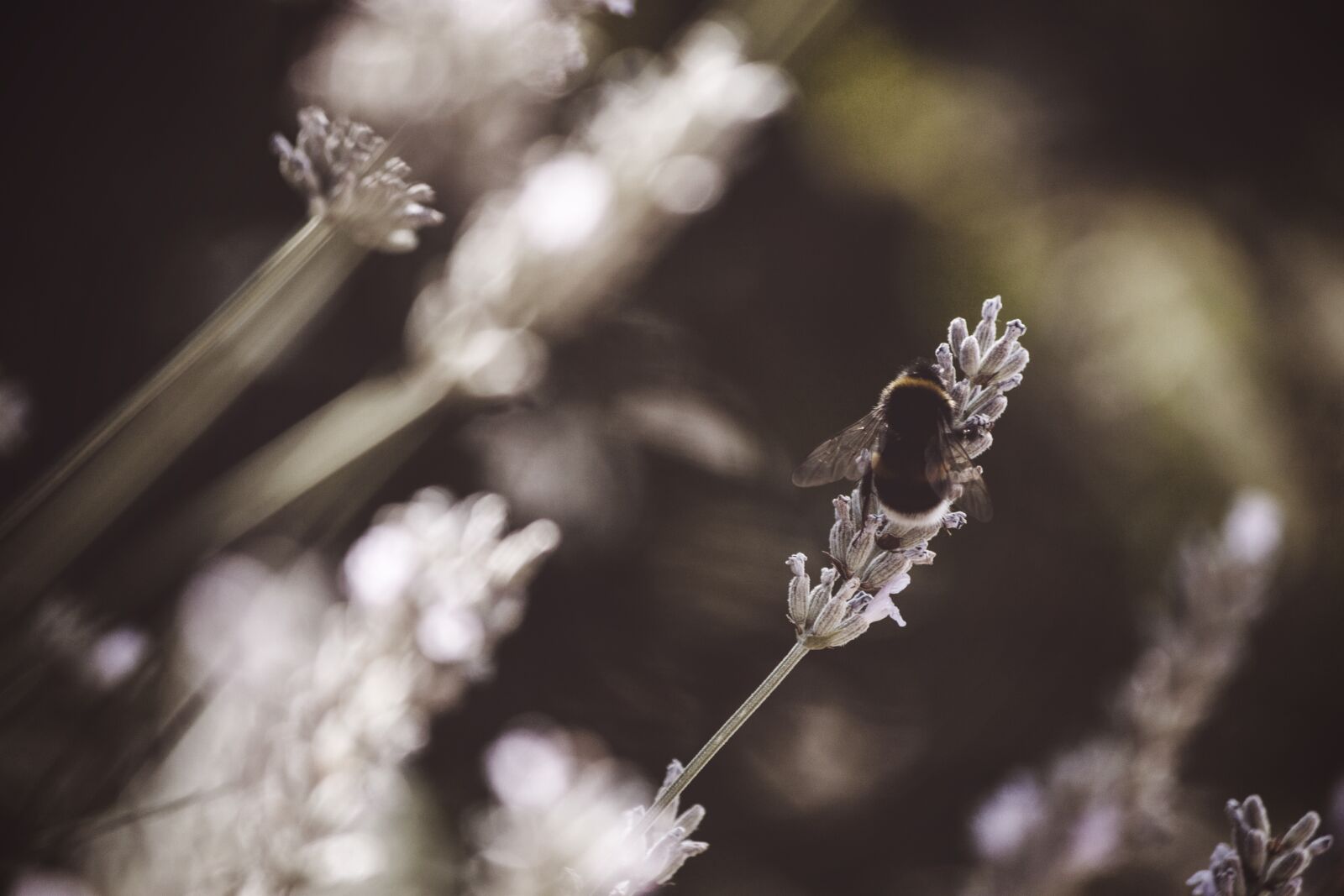 Canon EOS 500D (EOS Rebel T1i / EOS Kiss X3) + Canon EF-S 55-250mm F4-5.6 IS sample photo. Hummel, bee, insect photography